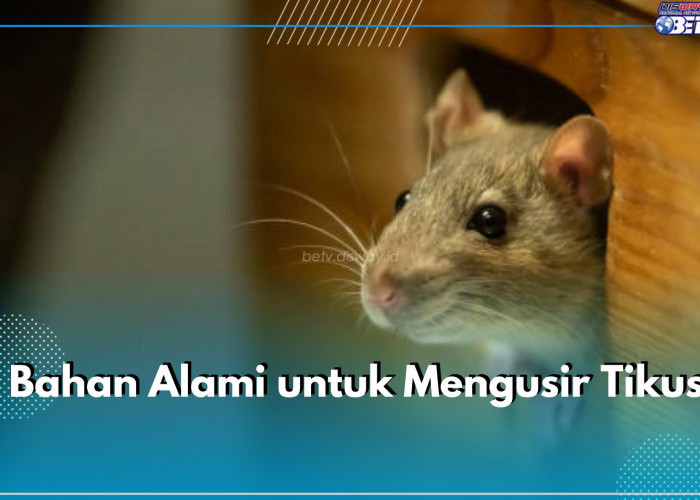 7 Bahan Alami Ini Bisa Bantu Halau Tikus dari Rumah, Salah Satunya Bawang Putih