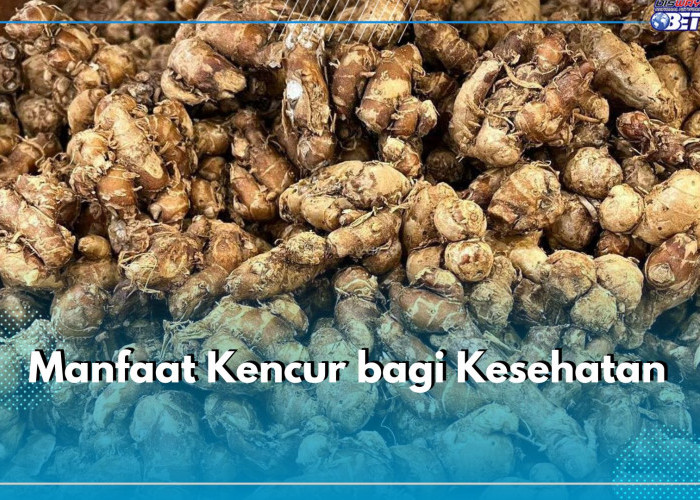 9 Manfaat Kencur, Bagi Kesehatan Ampuh Menurunkan Kolesterol