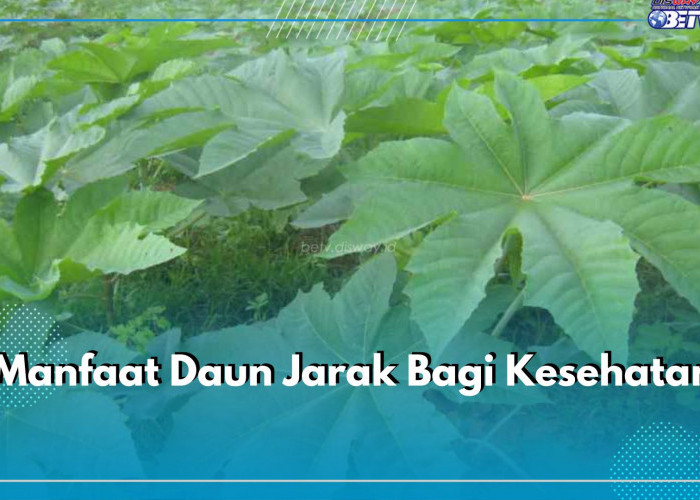 9 Manfaat Daun Jarak untuk Kesehatan, Bisa Mengobati Diabetes hingga Perut Kembung