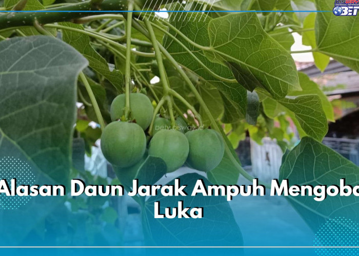 5 Alasan Daun Jarak Ampuh Mengobati Luka, Cek Faktanya di Sini