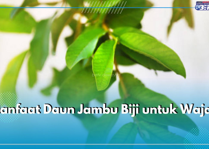 Bisa Jadi Scrub Alami, Ini 6 Manfaat Daun Jambu Biji untuk Wajah yang Perlu Kamu Ketahui