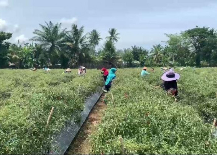 Hasil Panen Tak Maksimal dan Harga Jual Turun, Petani Cabai di Seluma Mengeluh