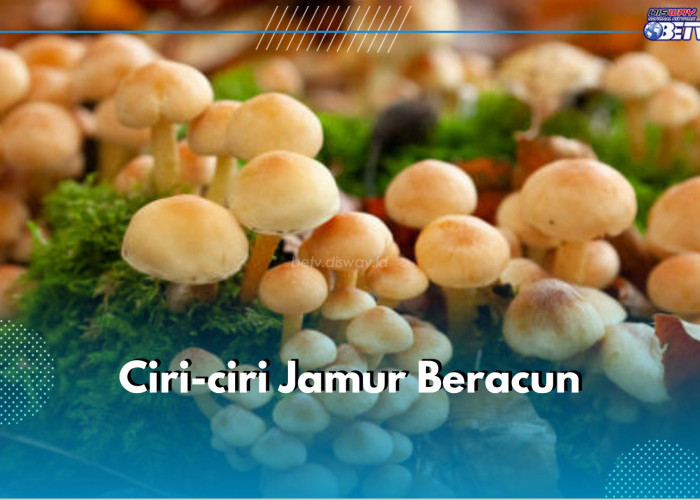 Catat! Ini 6 Ciri-ciri Jamur Beracun yang Perlu Kamu Hindari, Salah Satunya Berwarna Mencolok