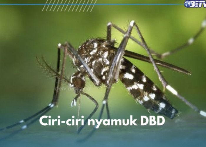 Jangan Keliru! Ini 6 Ciri-ciri Nyamuk Aedes Aegypti yang Sebabkan Demam Berdarah