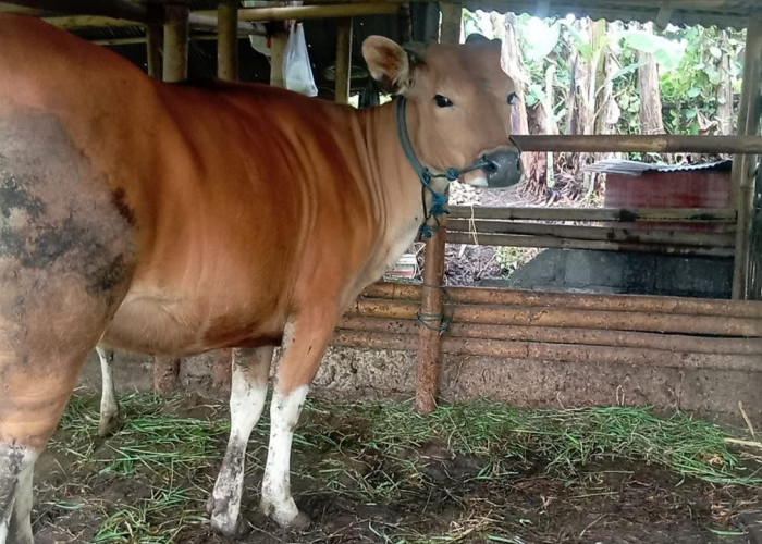 Wabah Jembrana di Seluma Meluas: 181 Sapi Terjangkit, 45 Dipotong Paksa