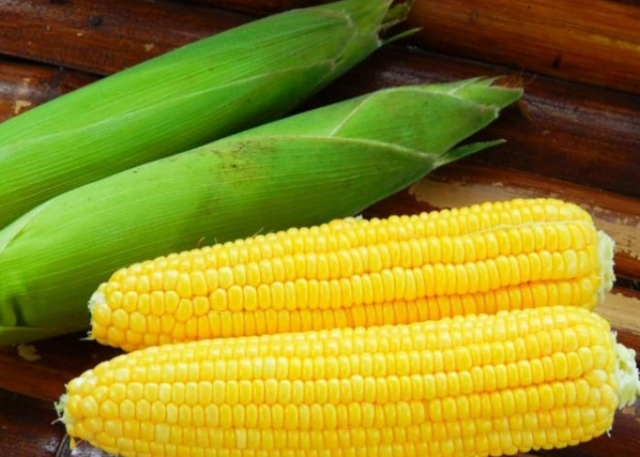 Jadi Sumber Vitamin A, Cek Disini Manfaat Jagung Manis untuk Kecantikan Kulit 