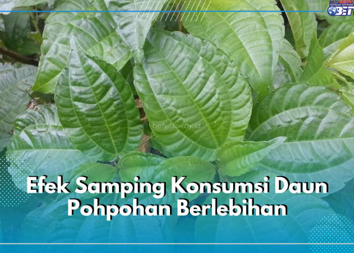 5 Efek Samping Konsumsi Daun Pohpohan Berlebihan yang Perlu Dihindari, Bisa Picu Alergi dan Masalah Ginjal