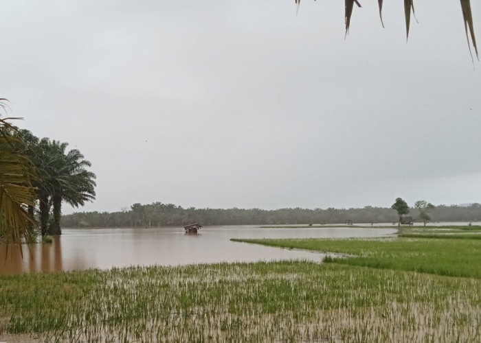 Total 186 Hektare Lahan Rusak, Pemkab Seluma Janji Kirim Bibit Gratis ke Petani Korban Banjir