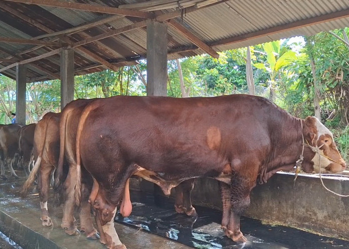 Jelang Iduladha, Tim Setpres Cek Sapi Kurban Bantuan Presiden Prabowo di Kota Bengkulu