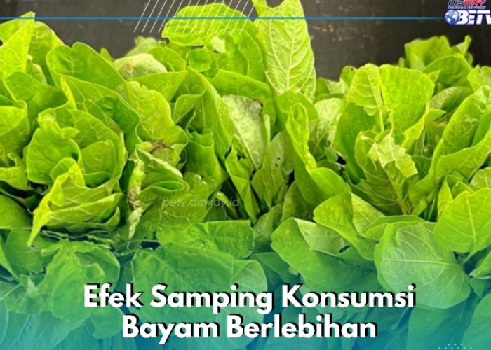 Ini Dampak Konsumsi Bayam Terlalu Banyak, Salah Satunya Bisa Membuat Tulang Keropos