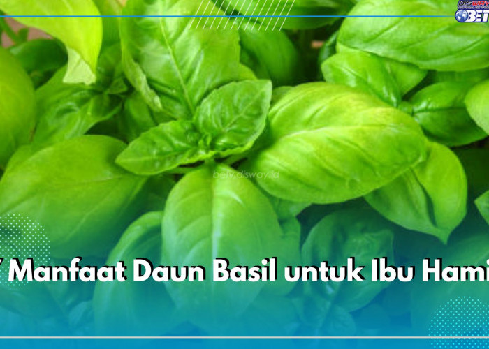 7 Manfaat Daun Basil untuk Ibu Hamil, Kandungan Nutrisinya Bagus Bagi Bayi