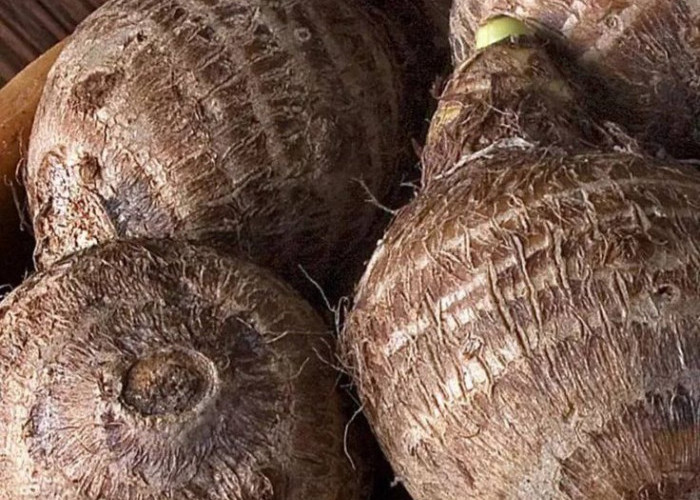 Ini Efek Samping Talas bagi Kesehatan, Dikonsumsi Berlebihan Bisa Sebabkan Gangguan Pencernaan