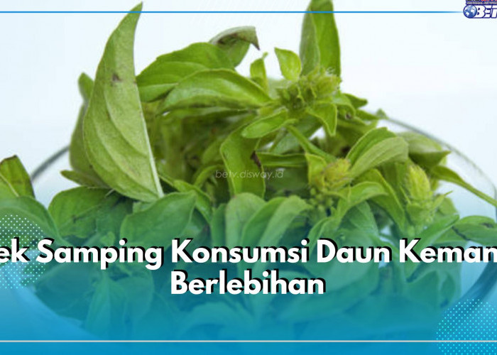 Kamu Pecinta Daun Kemangi? Batasi Asupannya Agar Terhindar dari 5 Efek Samping Ini