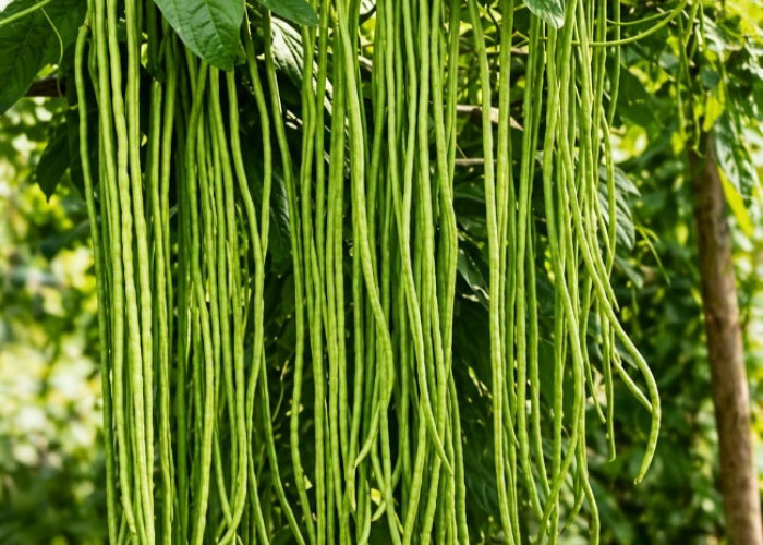Perlu Tahu! 8 Manfaat Kacang Panjang untuk Kesehatan, Kaya Serat dan Bantu Melancarkan Pencernaan
