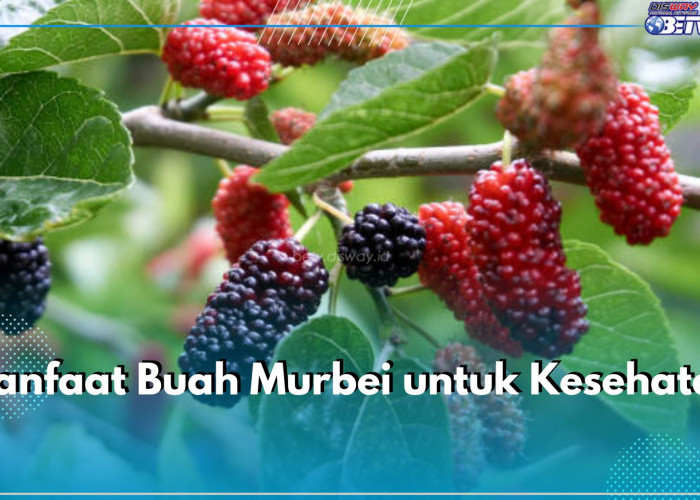 6 Manfaat Buah Murbei untuk Kesehatan, Jadi Sumber Nutrisi hingga Dukung Kesehatan Kulit