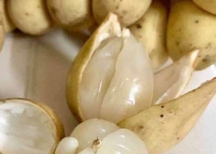 Cek di Sini! Efek Samping Buah Duku bagi Kesehatan yang Perlu Diketahui