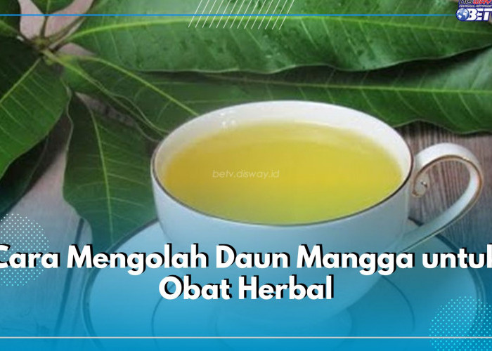 5 Cara Mudah Olah Daun Mangga Jadi Obat Herbal, Bisa Dibuat Sendiri di Rumah, Lho!