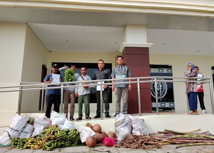 3 Petani Mukomuko Dituntut PT DDP Rp3 Miliar, Tak Sanggup Bayar, Serahkan Pisang, Ubi Hingga Kelapa 