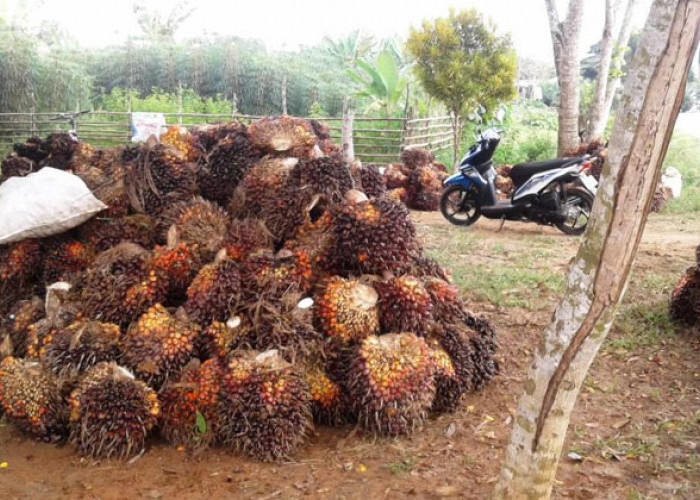 Petani Sawit di Seluma Keluhkan Hasil Panen Menurun dan Harga Pupuk Mahal