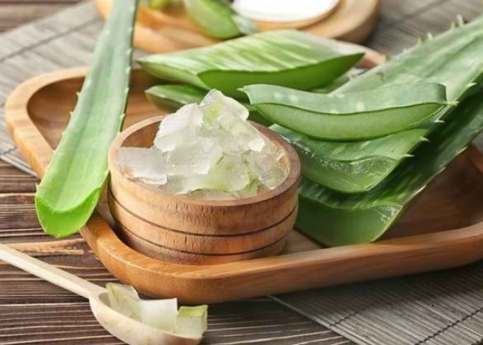 Cegah Kerontokan Rambut dengan Gunakan Lidah Buaya, Cek Manfaat Lengkapnya Disini!
