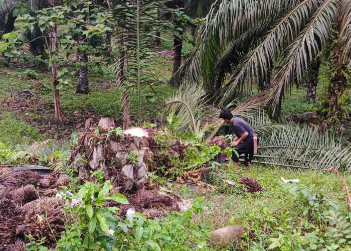 Tak Kantongi Izin, Petani Sawit di Talang Tinggi Protes Penebangan Pohon Oleh PLN ULP Tais