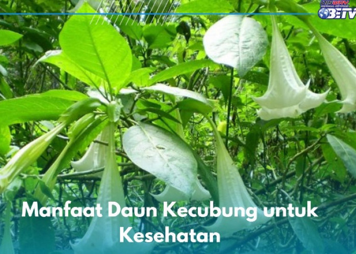 Ternyata Daun Kecubung Ampuh Mengatasi Flu, Ini Manfaat Lainnya yang Perlu Kamu Tahu