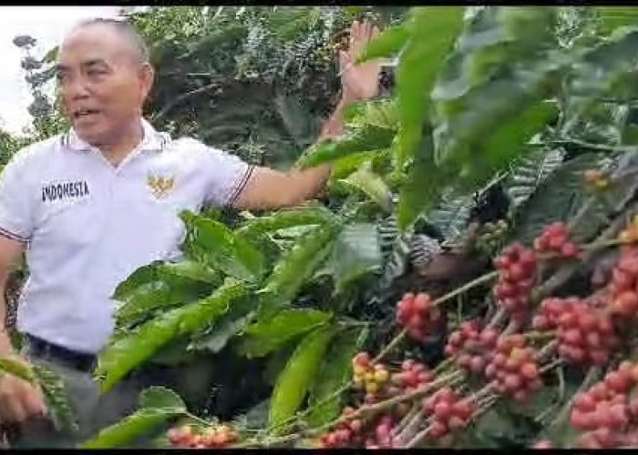 Gandeng Perusahaan Kopi Kapal Api, Kepahiang Akan Bangun Kebun Percontohan di Provinsi Bengkulu