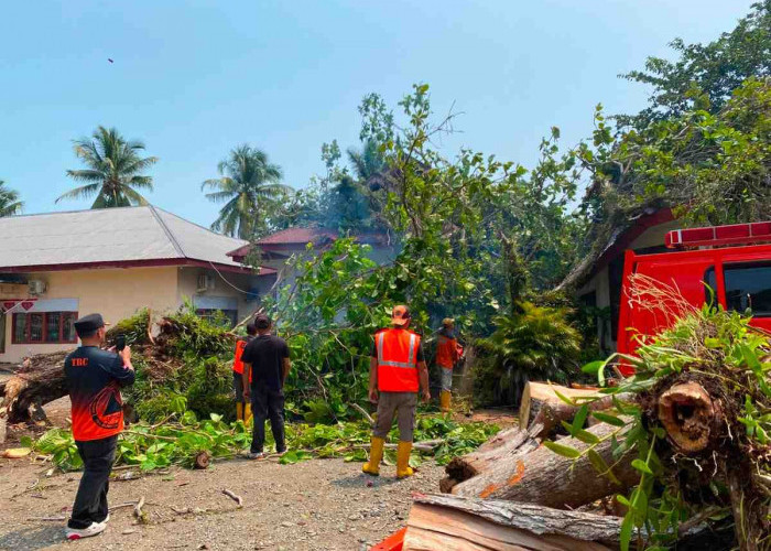 Hujan Disertai Angin Kencang Terjang Bengkulu Selatan, Pohon Tumbang dan Longsor Ganggu Akses Jalan