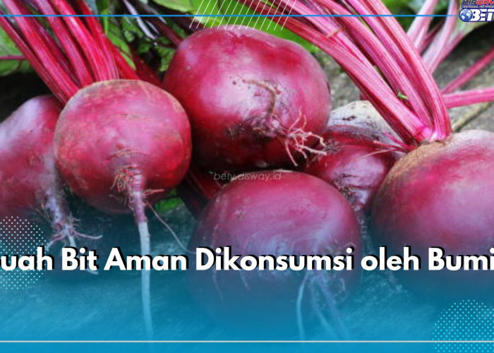 Buah Bit Aman Dikonsumsi oleh Bumil, Dapatkan 8 Manfaat Ini untuk Kesehatannya