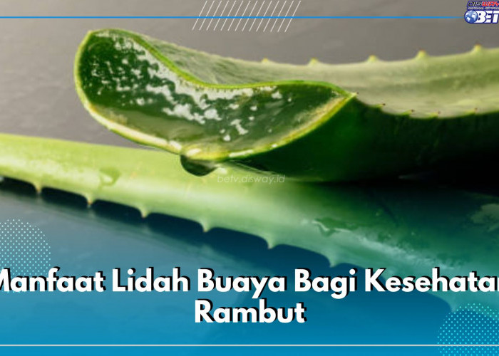 Intip di Sini 7 Manfaat Lidah Buaya Bagi Kesehatan Rambut, Kandungannya Penuh dengan Khasiat