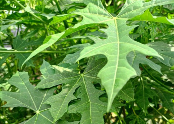 Ini Manfaat Daun Pepaya untuk Kesehatan, Kaya Nutrisi dan Senyawa Alami yang Baik bagi Tubuh