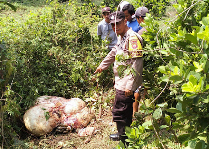 Geger! Hewan Ternak Warga di Bengkulu Utara Dicuri Lalu Disembelih, Sisa Jeroan