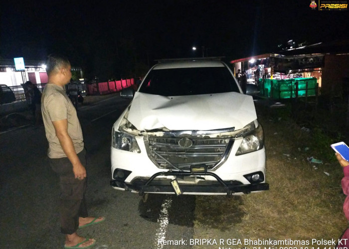 Mobil Innova Ringsek, Tabrak Kerbau yang Melintas di Jalan Raya Sumatera-Kaur