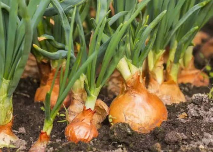 Ini Cara Menanam Bawang Bombai dengan Benar, Tumbuh Subur dan Panen Melimpah