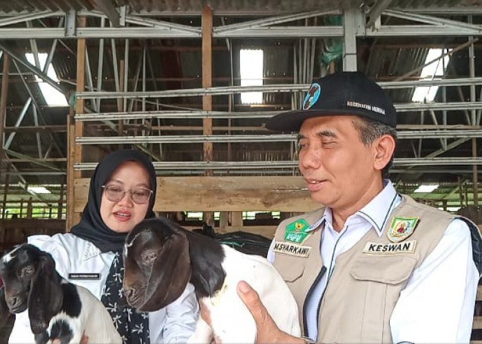 Disnakkeswan Provinsi Bengkulu: 43.000 Ekor Kambing Siap Dikurbankan di Hari Raya Idul Adha