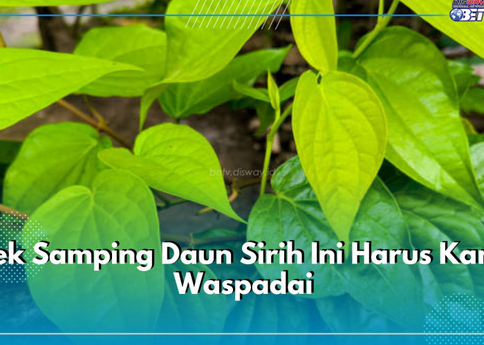 5 Efek Samping Daun Sirih Ini Harus Kamu Waspadai, Bisa Menggugurkan Kandungan Pada Ibu Hamil