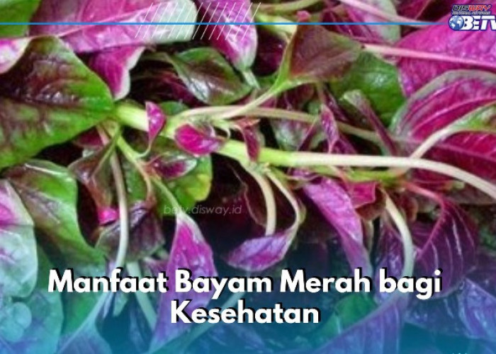 Manfaat Lain Bayam Merah yang Perlu Diketahui, Dipercaya Baik untuk Pencernaan