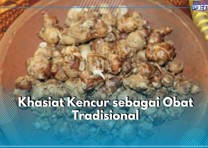 Sering Digunakan untuk Pengobatan, Ternyata Ini 5 Khasiat Kencur sebagai Obat Tradisional