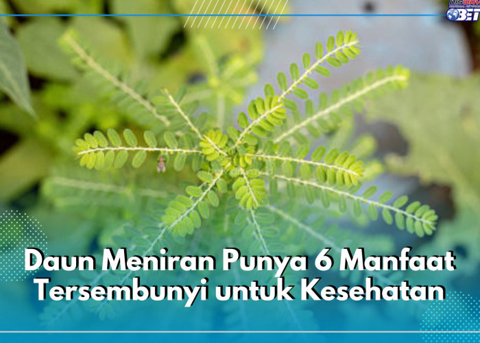 Kerap di Kenal Sebagai Rumput Liar, Daun Meniran Punya 6 Manfaat Tersembunyi untuk Kesehatan, Apa Saja?