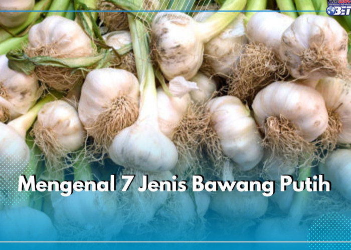 Mengenal 7 Jenis Bawang Putih, Rempah Dapur dengan Segudang Manfaat untuk Kesehatan