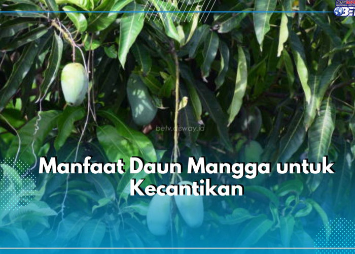 Terkhusus Wanita! Ada 5 Manfaat Daun Mangga untuk Kecantikan Wajah, Salah Satunya Ampuh Basmi Jerawat