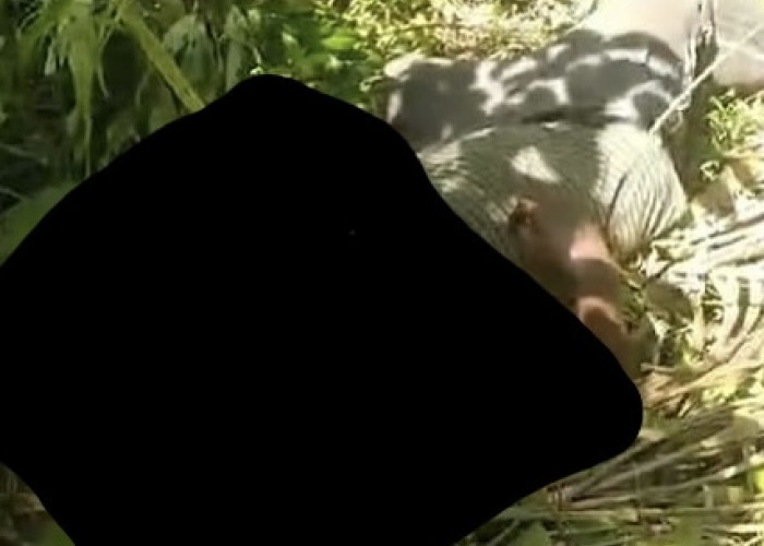 Penemuan Mayat Laki-laki di Perkebunan Sawit Gegerkan Warga Desa Sukarami