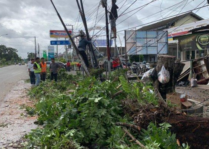 Cuaca Ekstrem Sebabkan Sejumlah Pohon Tumbang di Kota Bengkulu, BPBD Tingkatkan Kewaspadaan