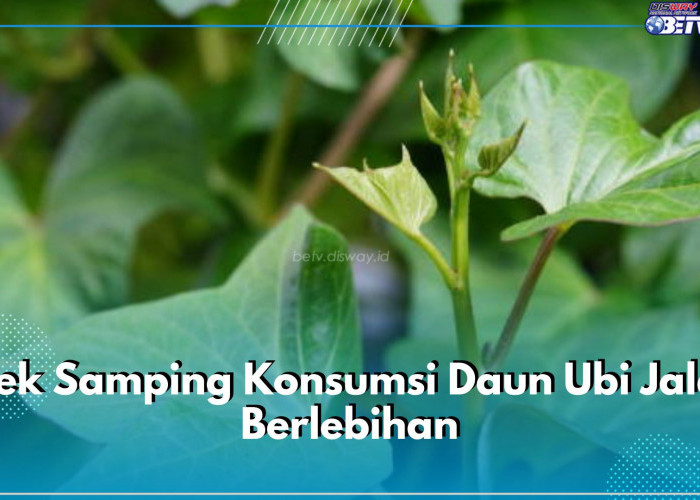 Jadi Pedang Bermata Dua, Ini 5 Efek Samping Konsumsi Daun Ubi Jalar Berlebihan bagi Tubuh