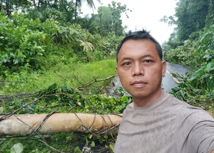 BREAKING NEWS: Hati-hati, Jalinbar Sumatera-Kaur Tertutupi Pohon Tumbang