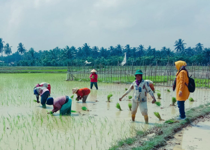 Dinas TPHP Bengkulu Ingatkan Petani Waspada Hama dan Penyakit Padi di Musim Hujan