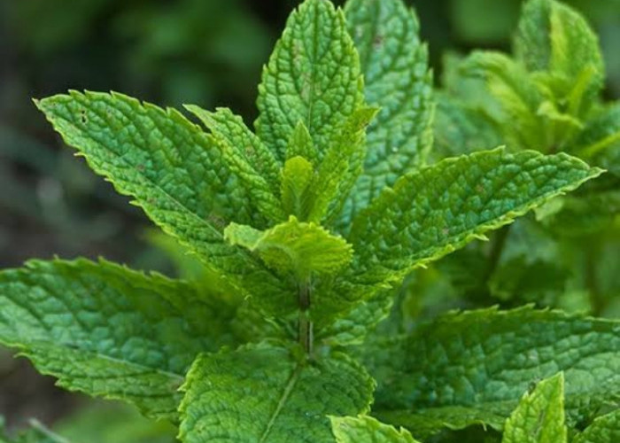 Komedo Membandel Bisa Teratasi dengan Daun Mint, Cek Disini 6 Manfaatnya untuk Kecantikan 