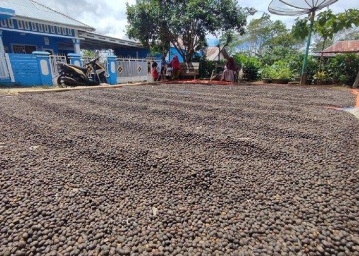 Harga Komoditas Perkebunan di Seluma: Biji Kopi Tembus Rp64 Ribu per Kg, Karet Justru Turun