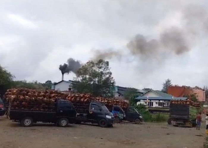 Baru PT MSS yang Lapor, Pemkab Seluma Sentil 16 Perusahaan yang Belum Salurkan Transparansi CSR