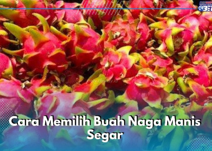 Bingung Pilih Buah Naga Manis Segar? Coba Lakukan 6 Cara Ini 